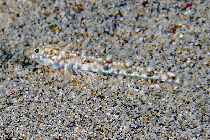 Pomatoschistus cf. marmoratus e Pomatoschistus bathi